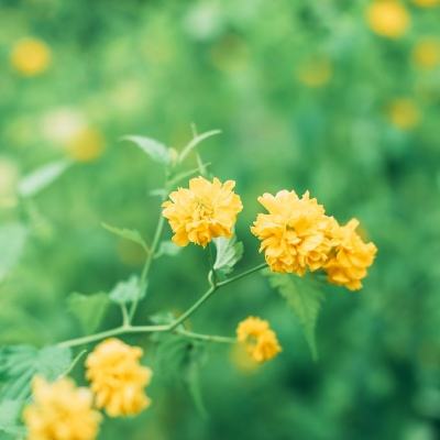冒险与宝藏无限钻石金币版下载
